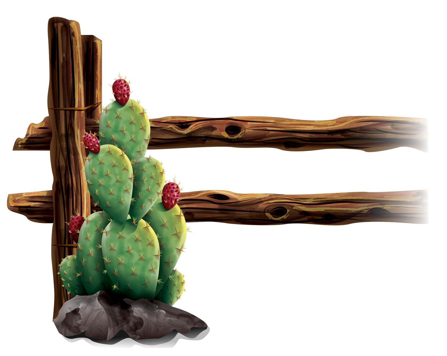 right cactus